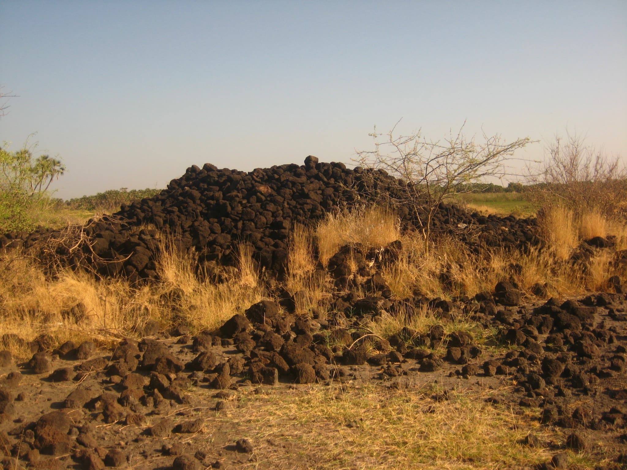 Experience Ethiopia's premier wildlife destination, Awash National Park, with its dramatic Awash River gorge, hot springs, and diverse wildlife including Beisa oryx, kudus, and over 400 bird species i