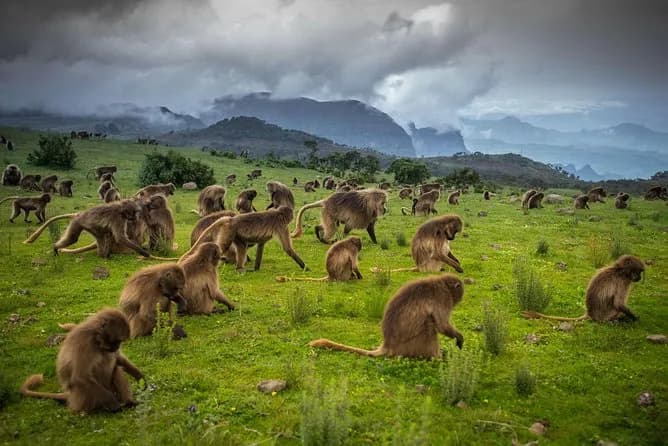 Explore Africa's largest alpine ecosystem in the Bale Mountains, home to the endangered Ethiopian wolf, mountain nyala, and unique Afro-alpine flora across diverse landscapes from cloud forests to the
