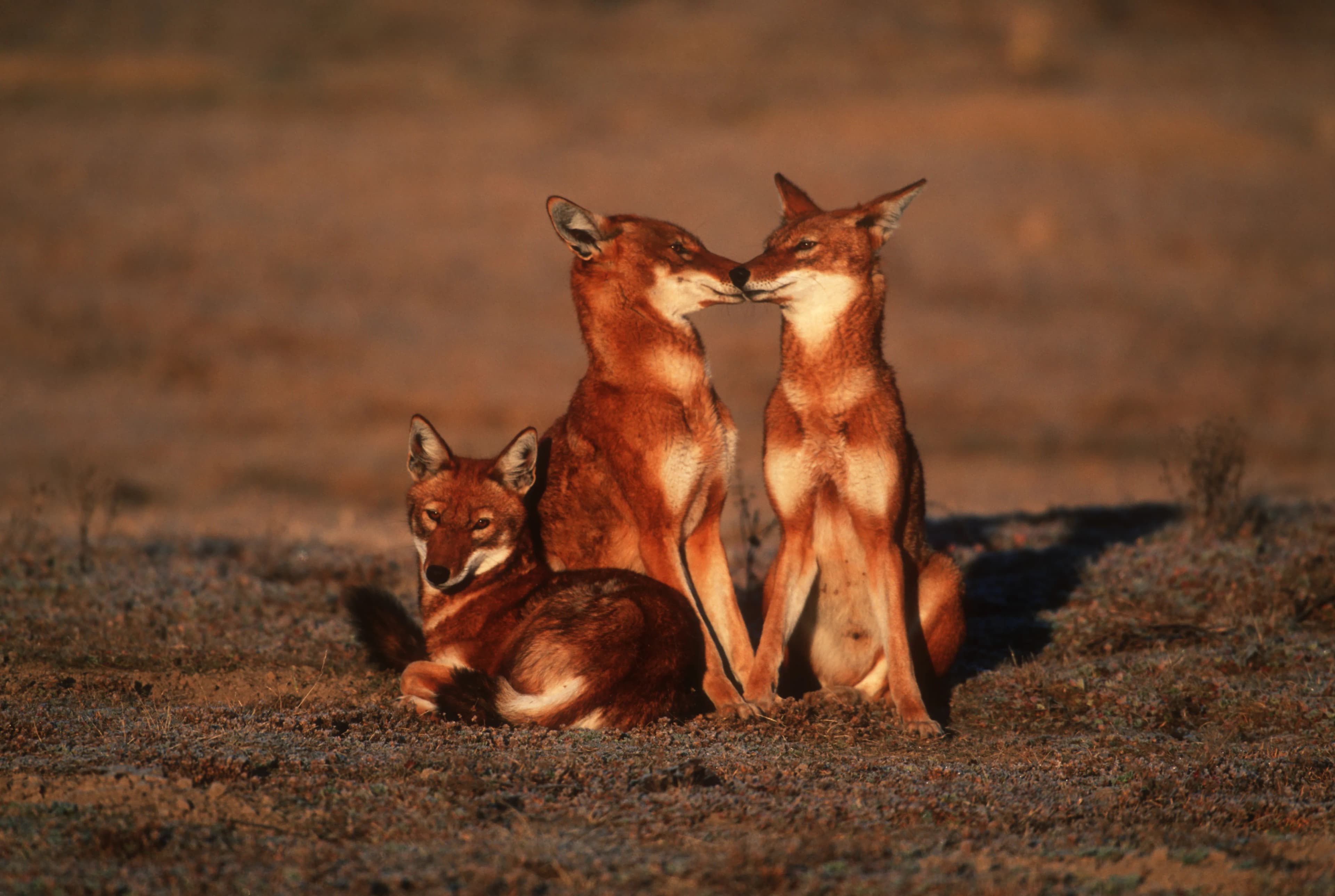 Explore Africa's largest alpine ecosystem in the Bale Mountains, home to the endangered Ethiopian wolf, mountain nyala, and unique Afro-alpine flora across diverse landscapes from cloud forests to the