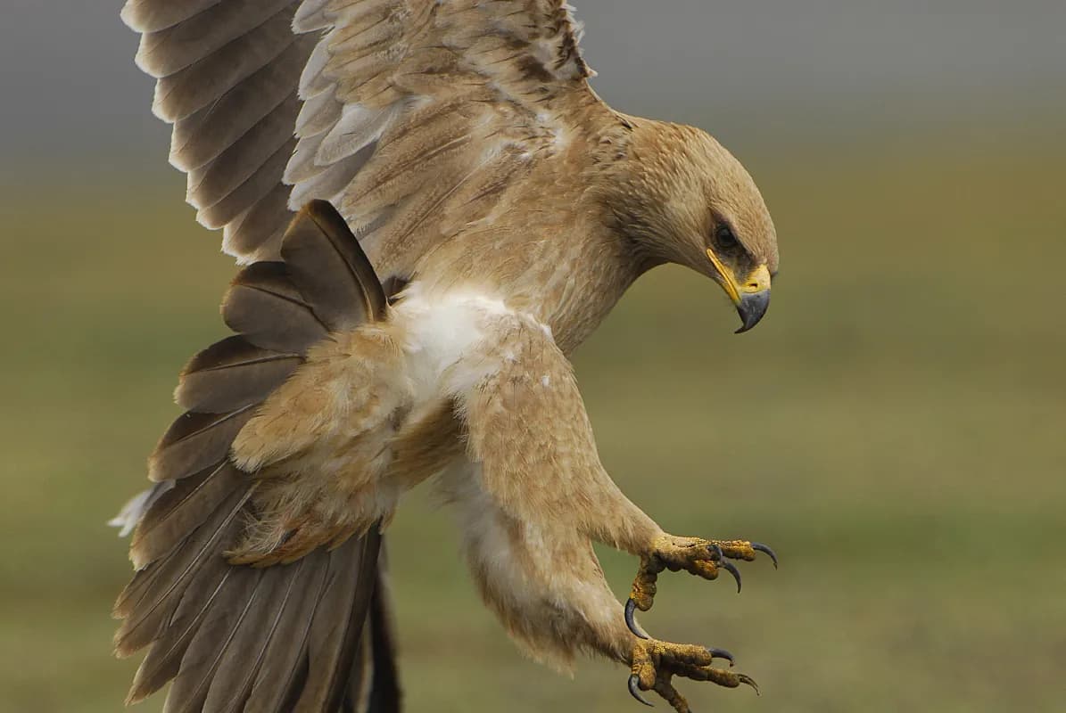 Explore Africa's largest alpine ecosystem in the Bale Mountains, home to the endangered Ethiopian wolf, mountain nyala, and unique Afro-alpine flora across diverse landscapes from cloud forests to the