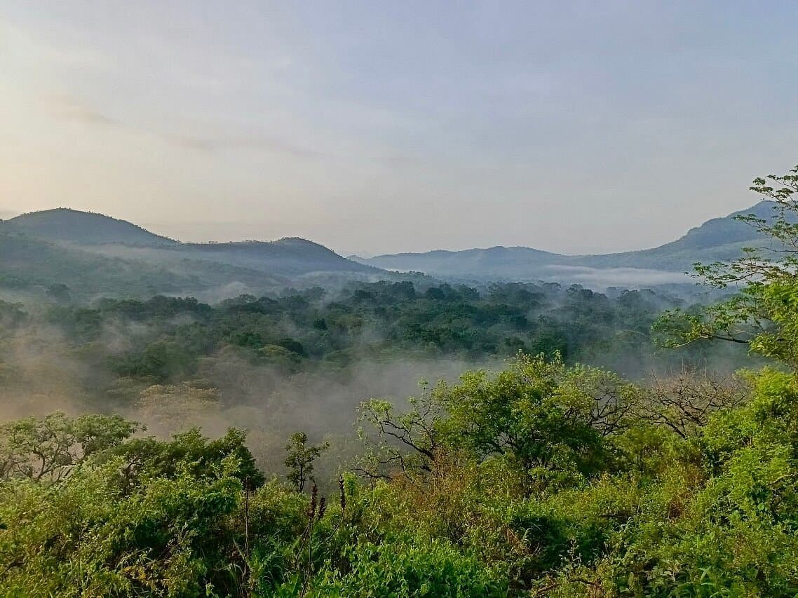 Explore one of Ethiopia's newest and most pristine national parks, home to large elephant herds, buffalo, and diverse birdlife in a unique ecosystem combining forest and savannah habitats in the remot