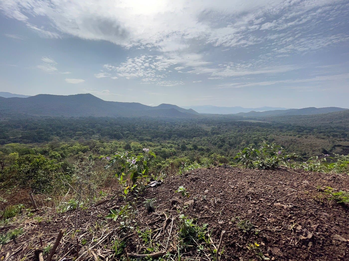 Explore one of Ethiopia's newest and most pristine national parks, home to large elephant herds, buffalo, and diverse birdlife in a unique ecosystem combining forest and savannah habitats in the remot