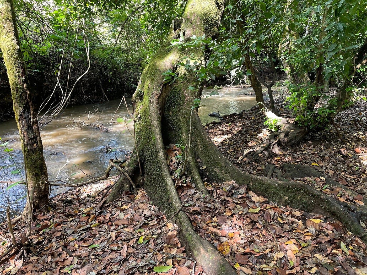 Explore one of Ethiopia's newest and most pristine national parks, home to large elephant herds, buffalo, and diverse birdlife in a unique ecosystem combining forest and savannah habitats in the remot