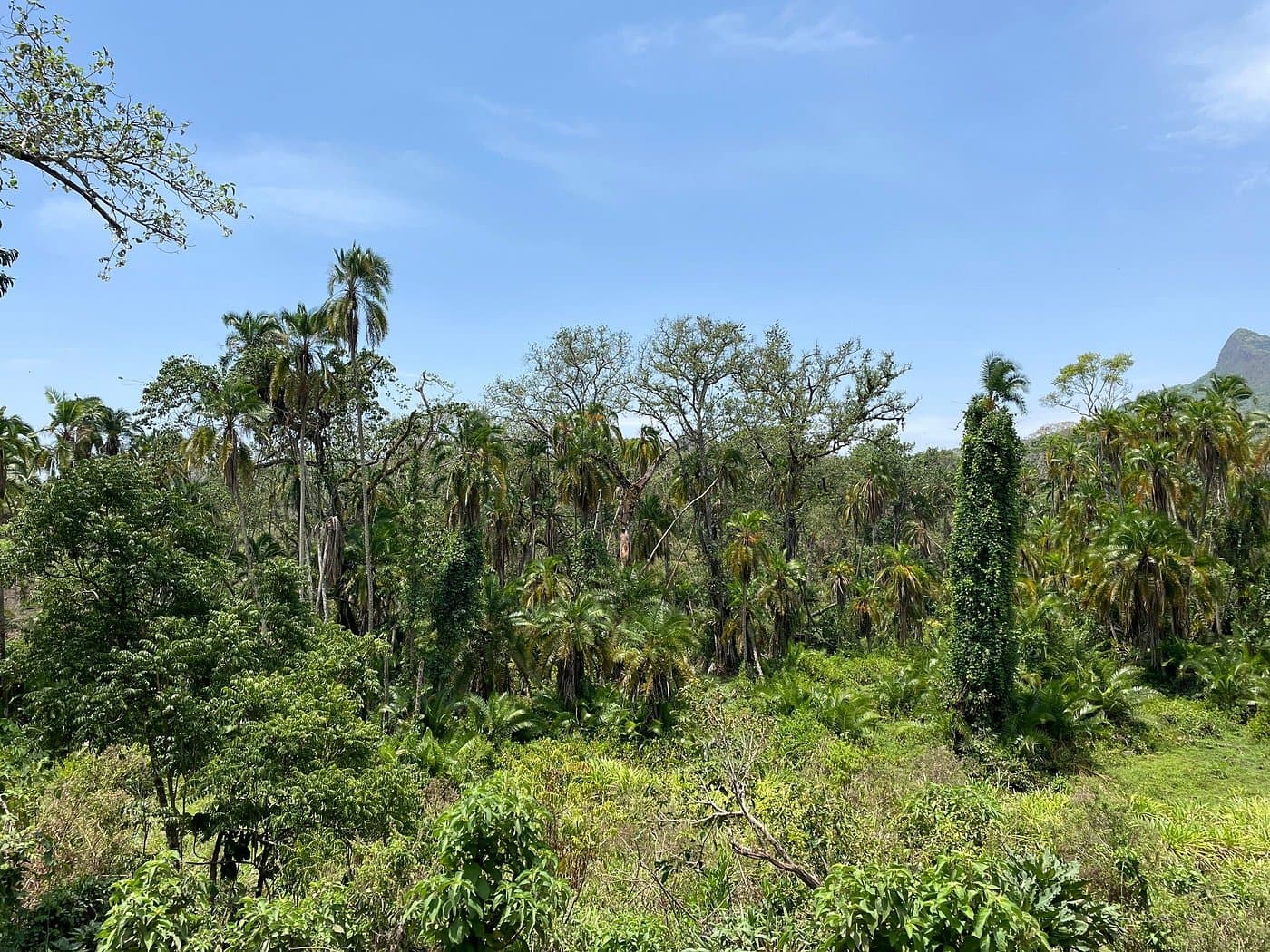 Explore one of Ethiopia's newest and most pristine national parks, home to large elephant herds, buffalo, and diverse birdlife in a unique ecosystem combining forest and savannah habitats in the remot