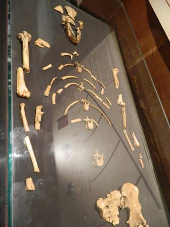 Lucy fossil discovery
