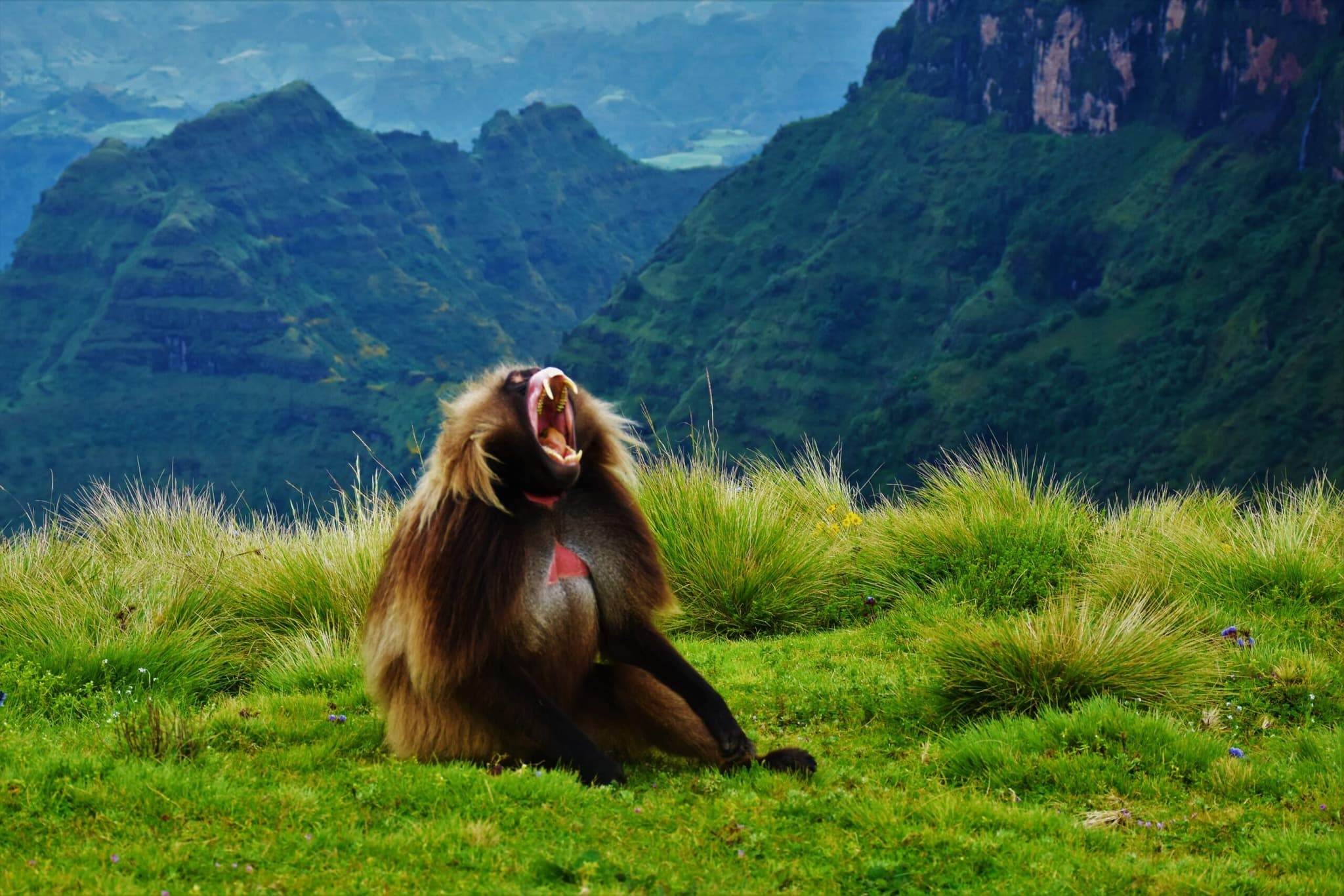 Simien Mountains - Debark, Ethiopia Ethiopia, Dramatic escarpments (1,500m drops) Gelada baboon troops Ethiopian wolves Ras Dashen (4,550m) Afro-alpine flora